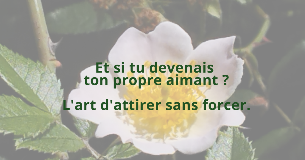 Délicate fleur de printemps s'épanouissant à la lumière douce - Devenir son propre aimant